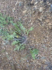 Oxytropis strobilacea