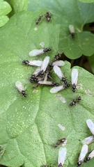 Lasius