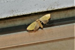 Marimatha nigrofimbria