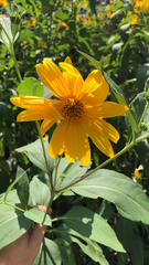 Helianthus tuberosus