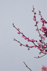 Prunus mume