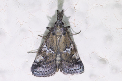 Alpheias transferens