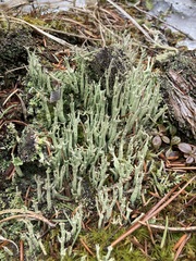 Cladonia