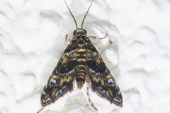Elophila occidentalis