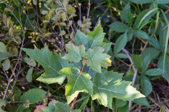 Acer ginnala
