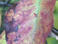 Eriophyes emarginatae