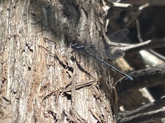 Argia funebris
