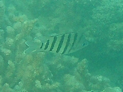 Abudefduf bengalensis