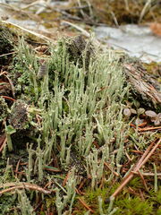 Cladonia