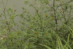 Bidens tripartita
