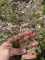 Eragrostis pectinacea