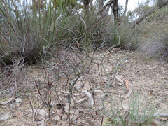 Lepidobolus drapetocoleus