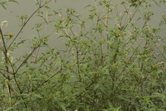 Bidens tripartita