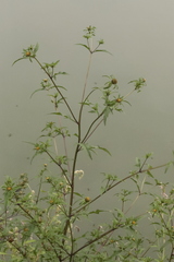 Bidens tripartita