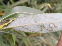 Phyllocnistis saligna