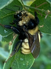 Bombus borealis
