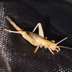 Arachnocephalus vestitus