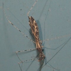 Empicoris errabundus