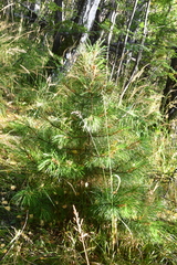 Pinus sibirica