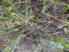 Bupleurum multinerve