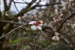 Prunus mume