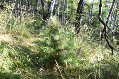 Pinus sibirica