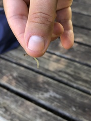 Ischnura