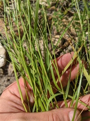Eragrostis pectinacea