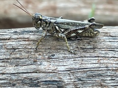 Melanoplus macclungi