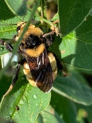 Bombus borealis