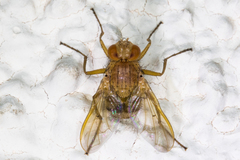 Ormia ochracea
