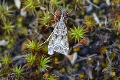 Eudonia mercurella