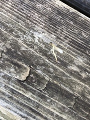 Ischnura