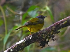 Myiothlypis coronata