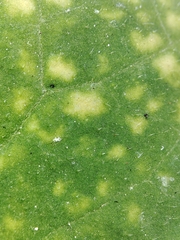 Pseudoperonospora cubensis