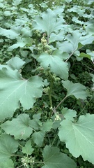Xanthium orientale