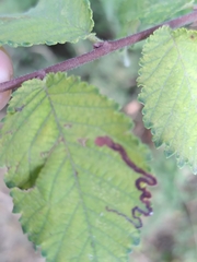 Stigmella lemniscella