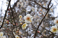 Prunus mume