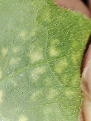 Pseudoperonospora cubensis