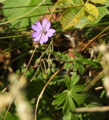Geranium pyrenaicum