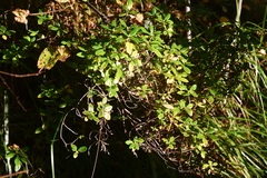Rhododendron dauricum