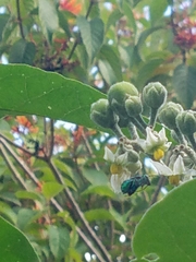 Euglossa