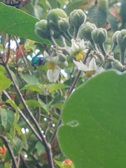 Euglossa