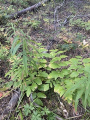 Actaea cimicifuga