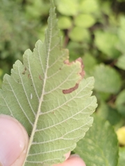 Stigmella lemniscella
