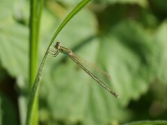 Ischnura pumilio