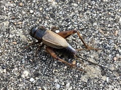 Gryllus pennsylvanicus