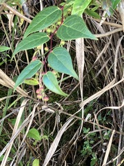 Gaultheria leucocarpa