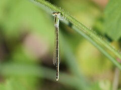 Ischnura pumilio