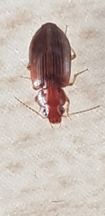Coleoptera